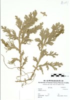 藏品(Selaginella)的圖片
